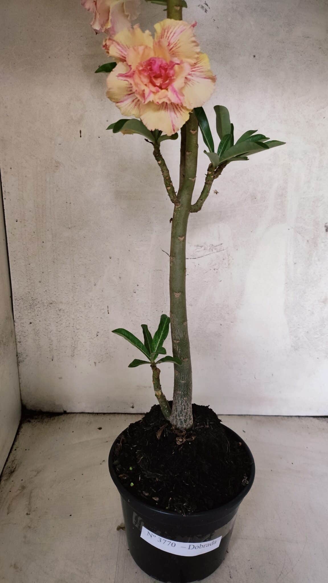 Planta Dobrada 3770 – 35cm – 03 anos - foto 9