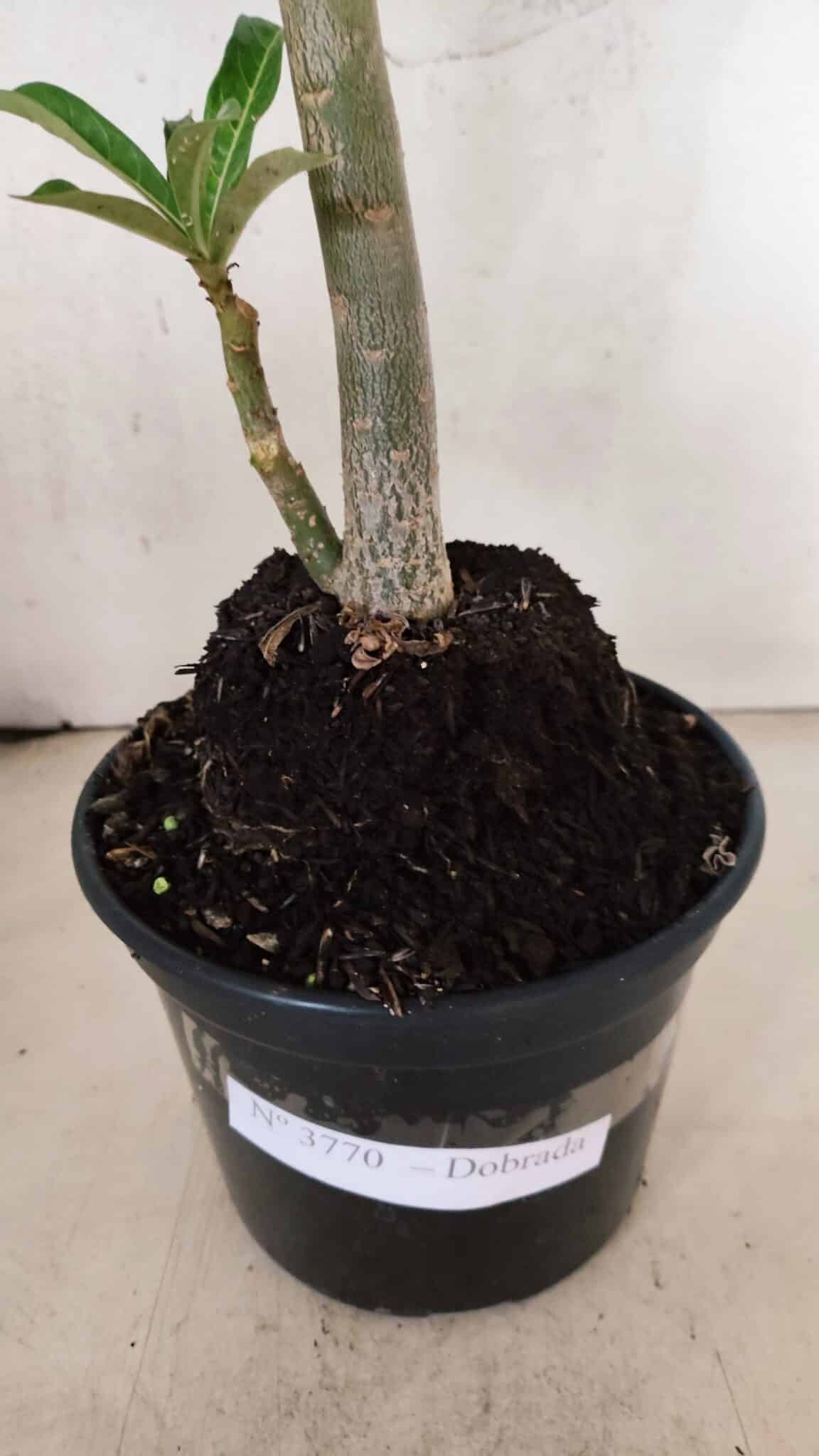 Planta Dobrada 3770 – 35cm – 03 anos - foto 8