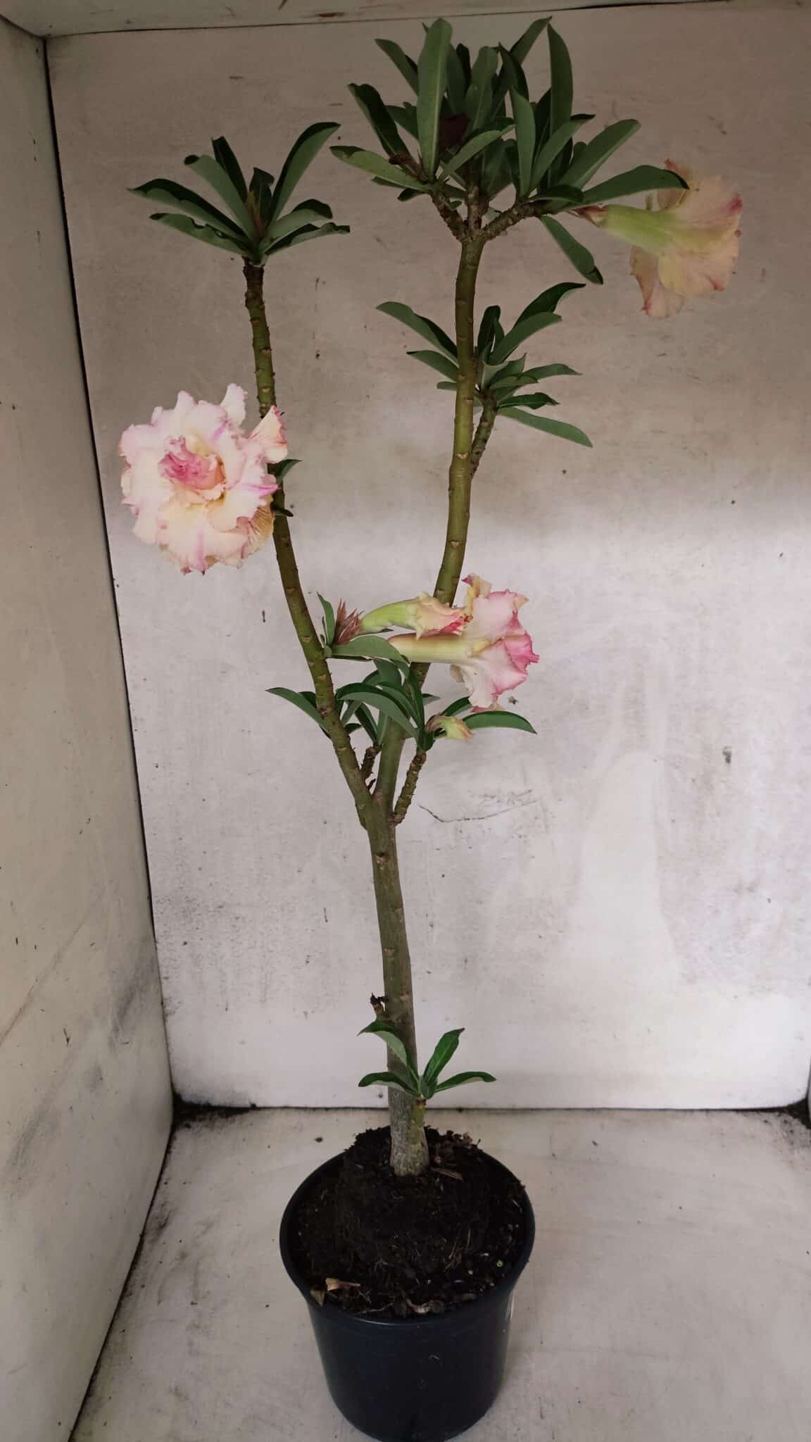 Planta Dobrada 3770 – 35cm – 03 anos - foto 7