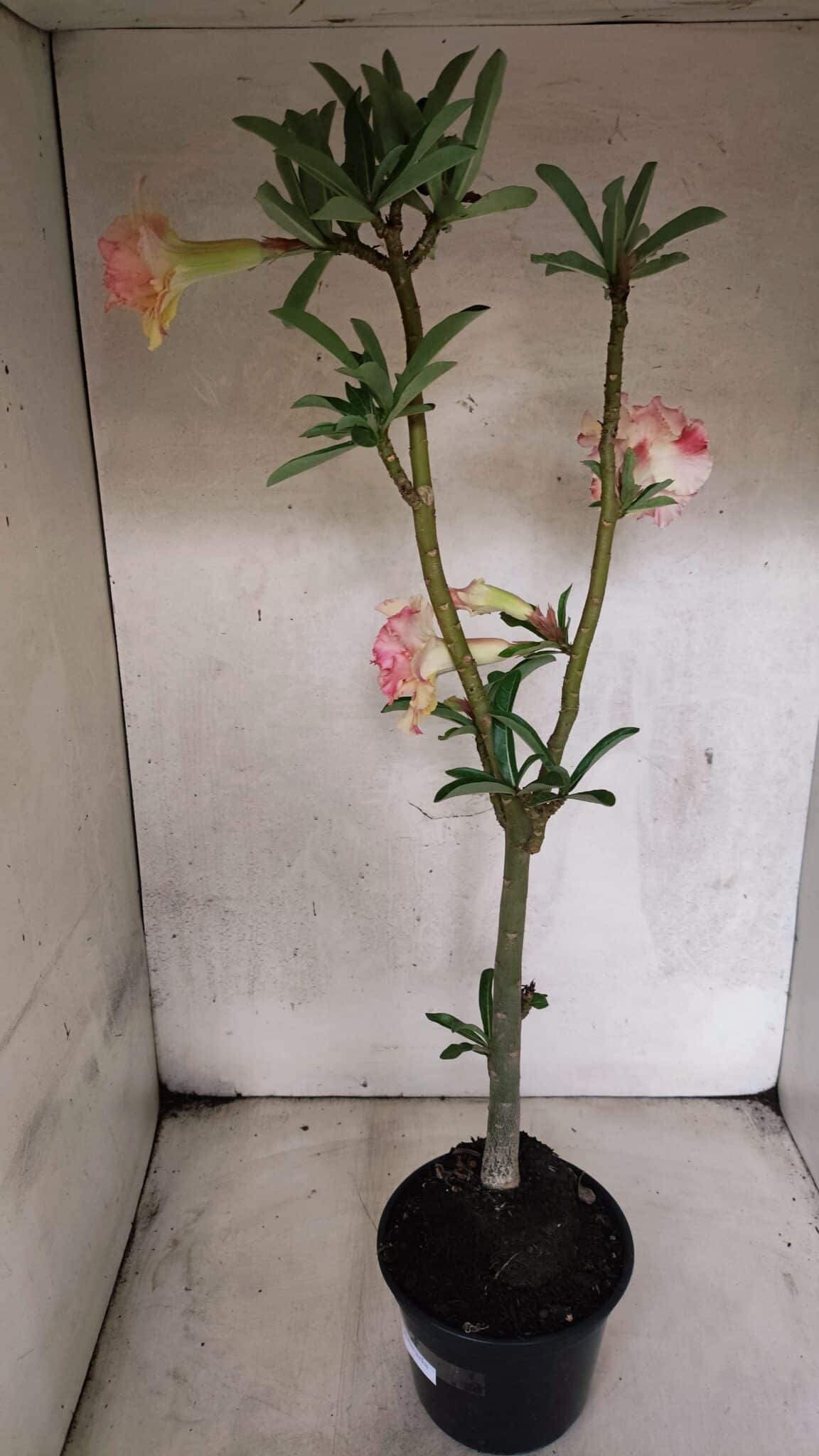 Planta Dobrada 3770 – 35cm – 03 anos - foto 6