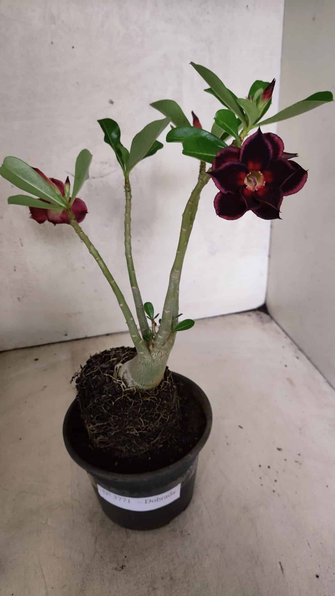 Planta Dobrada 3771 – 30cm – 03 anos - foto 2