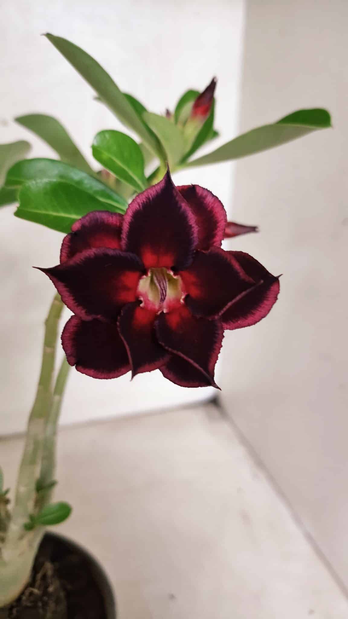 Planta Dobrada 3771 – 30cm – 03 anos - foto 5
