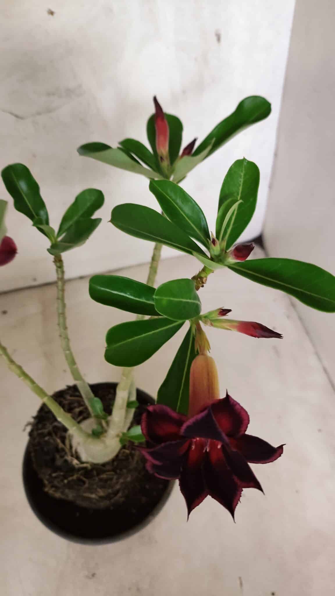 Planta Dobrada 3771 – 30cm – 03 anos - foto 4
