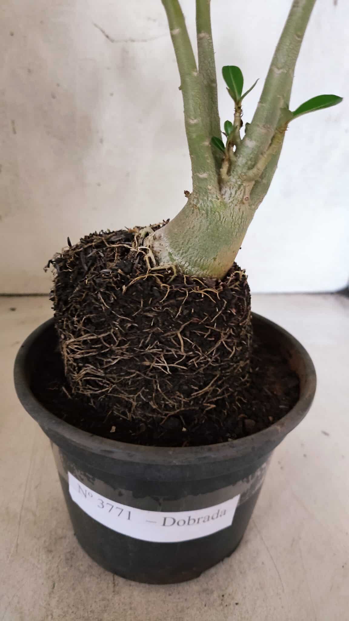 Planta Dobrada 3771 – 30cm – 03 anos - foto 8