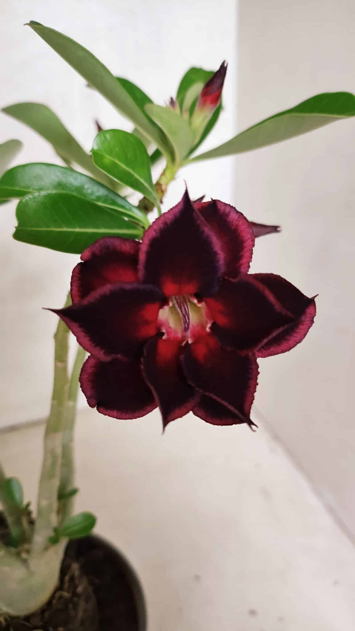 Planta Dobrada 3771 – 30cm – 03 anos - foto 3