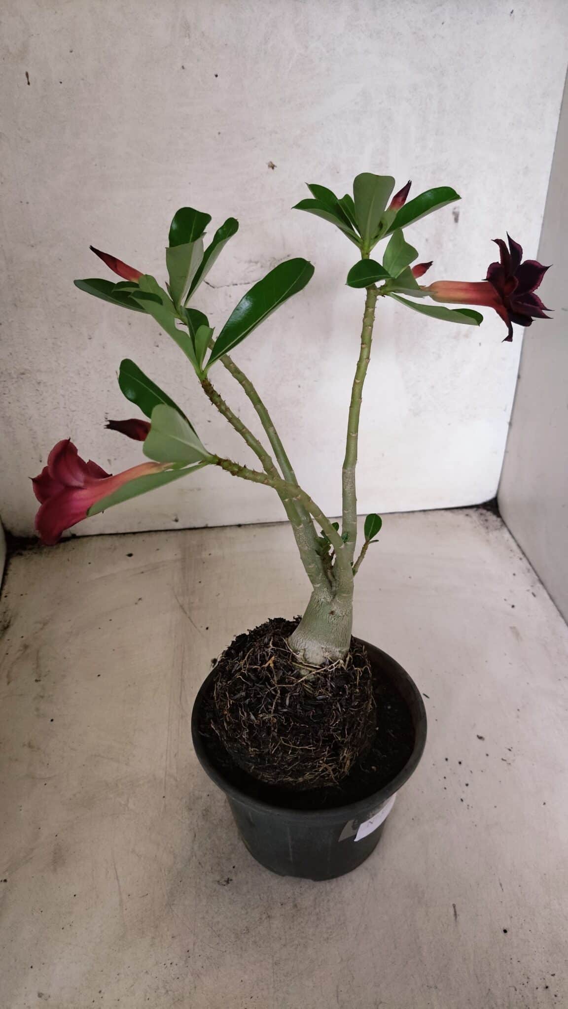 Planta Dobrada 3771 – 30cm – 03 anos - foto 7
