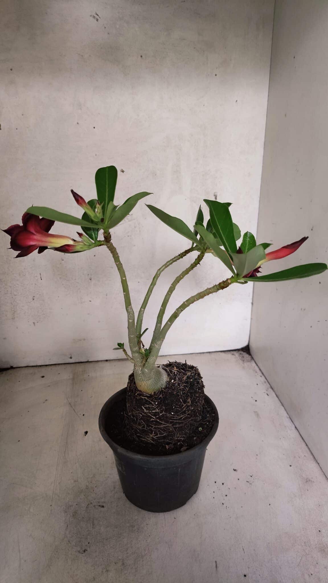 Planta Dobrada 3771 – 30cm – 03 anos - foto 6