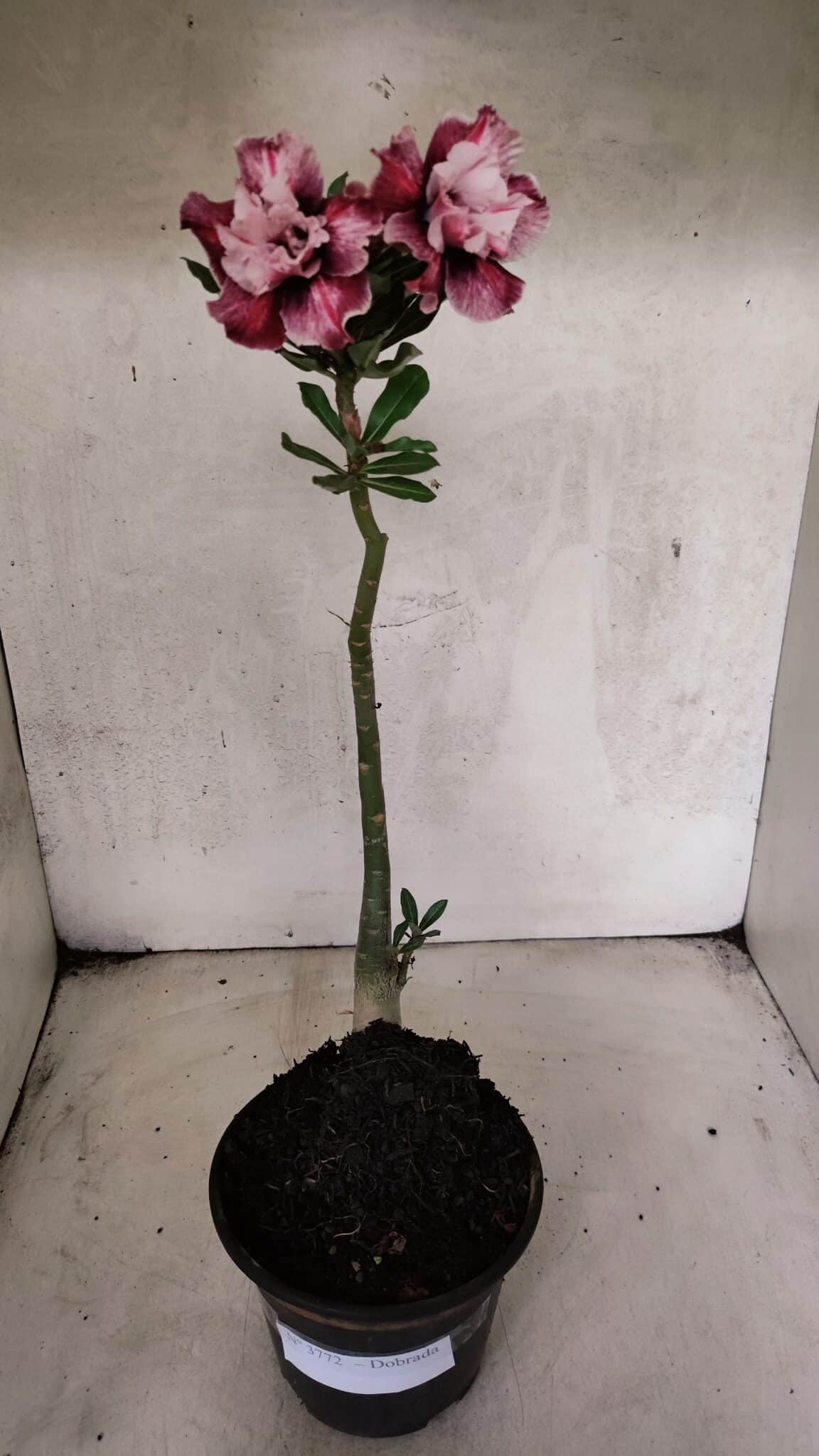 Planta Dobrada 3772 – 30cm – 02 anos - foto 2