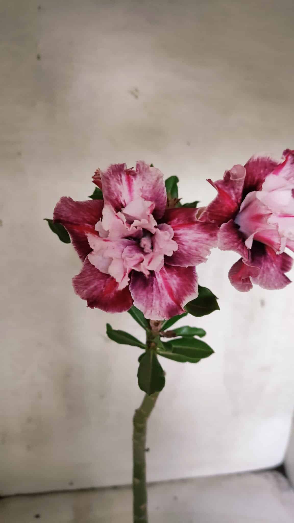 Planta Dobrada 3772 – 30cm – 02 anos - foto 6