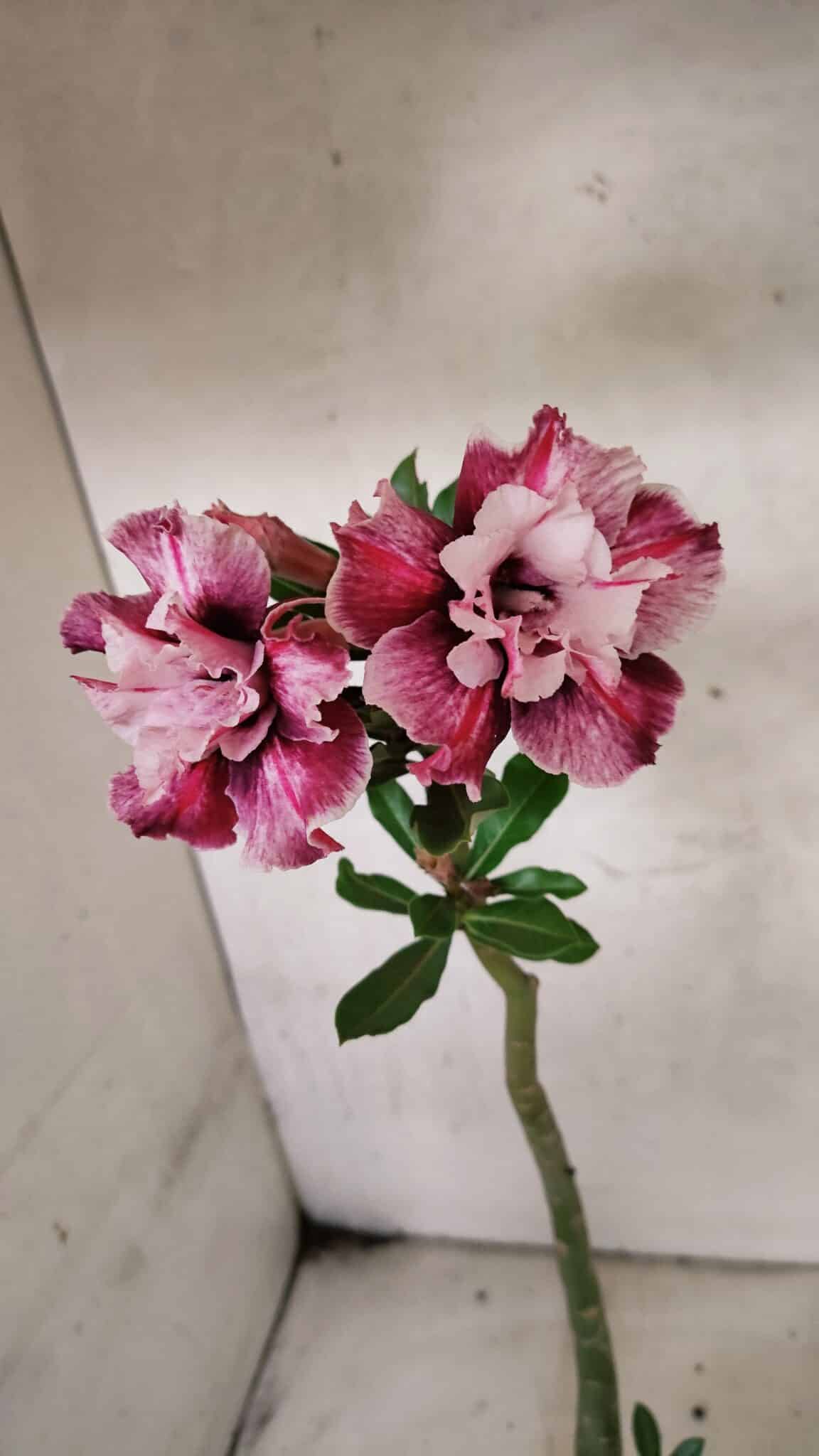 Planta Dobrada 3772 – 30cm – 02 anos - foto 3