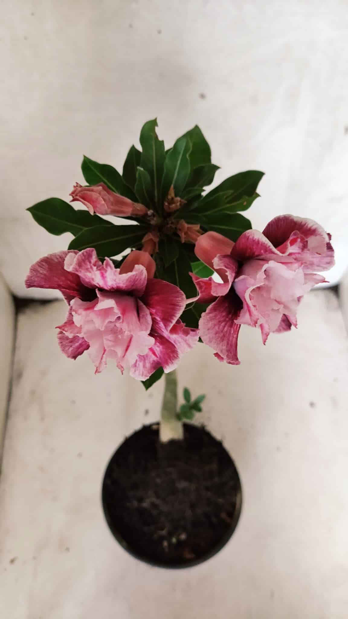 Planta Dobrada 3772 – 30cm – 02 anos - foto 4