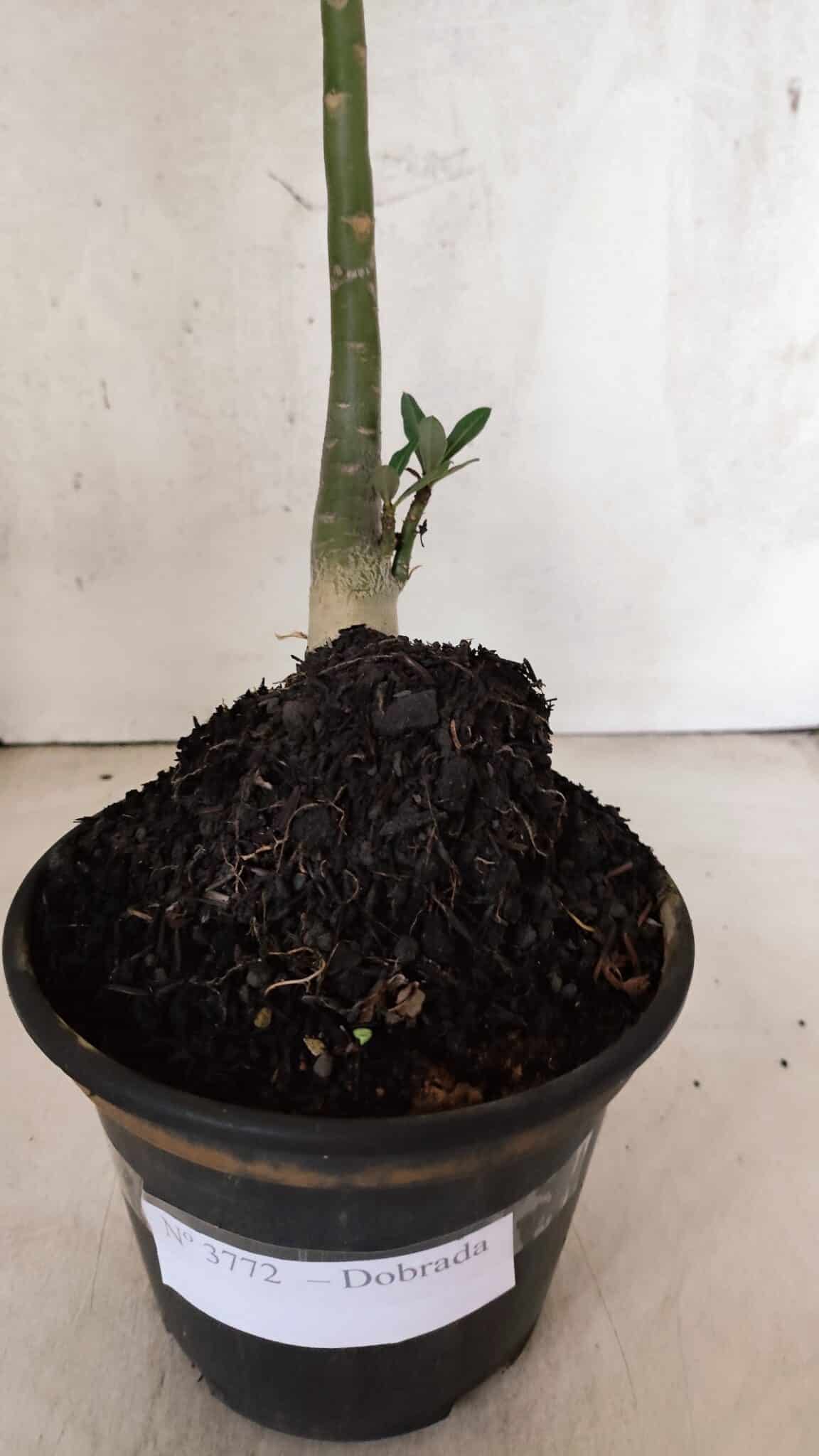 Planta Dobrada 3772 – 30cm – 02 anos - foto 8