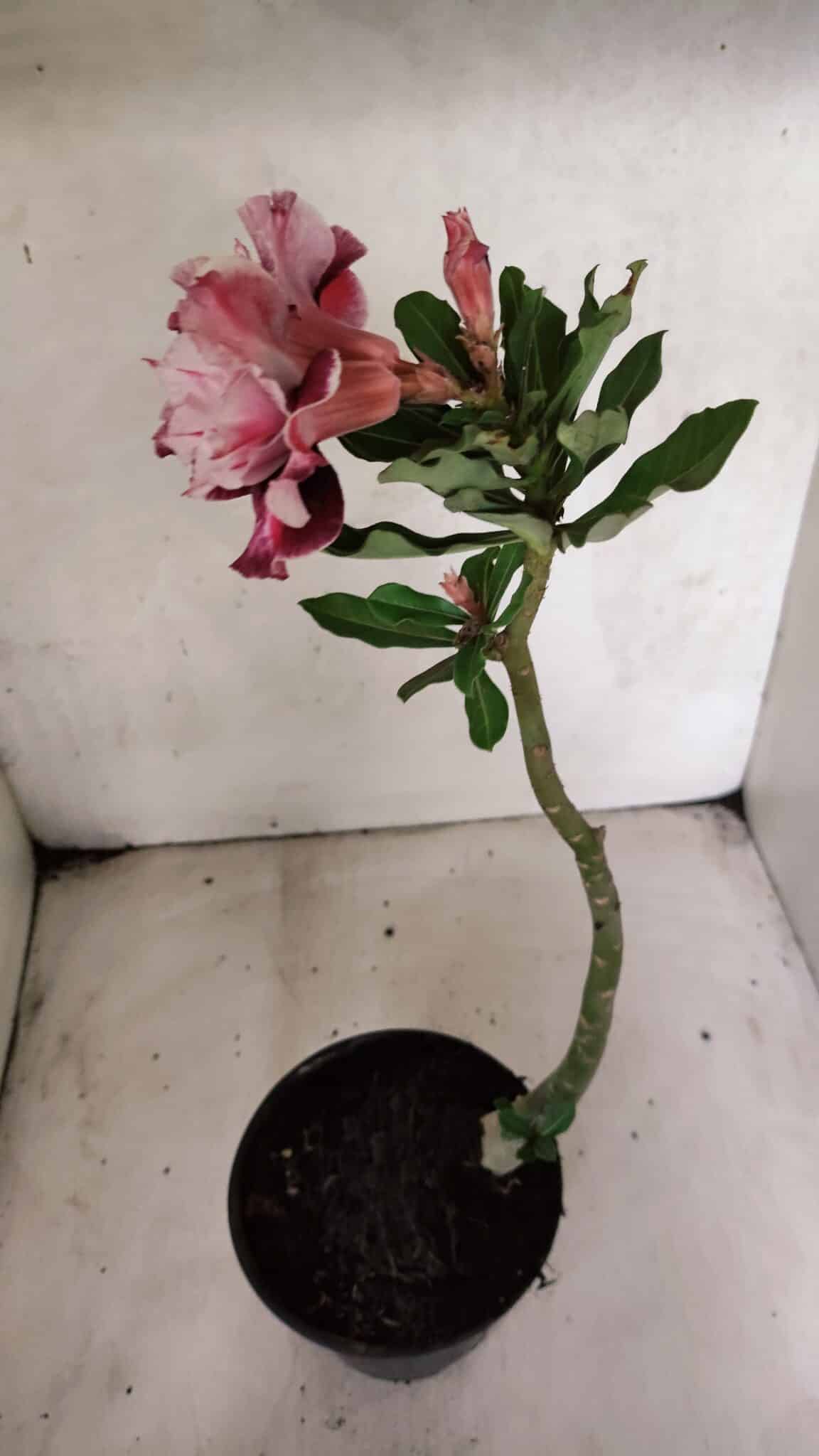 Planta Dobrada 3772 – 30cm – 02 anos - foto 5