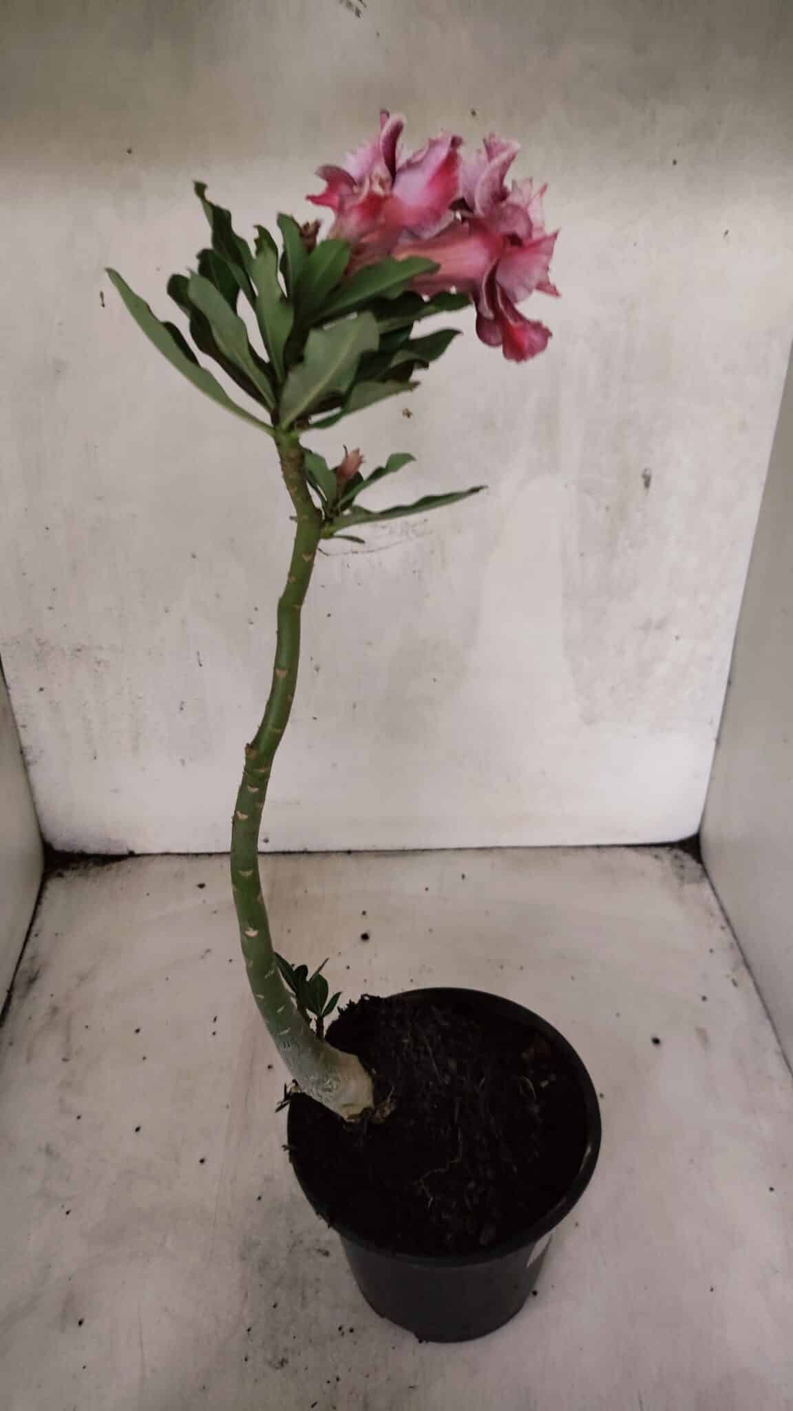 Planta Dobrada 3772 – 30cm – 02 anos - foto 7
