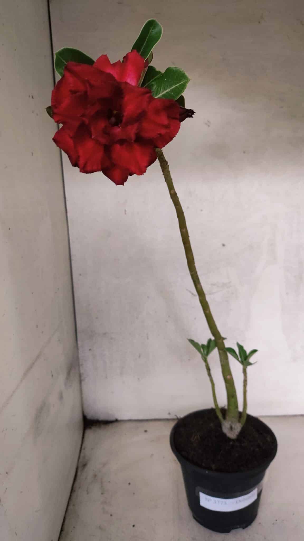 Planta Dobrada 3773 – 30cm – 02 anos - foto 2