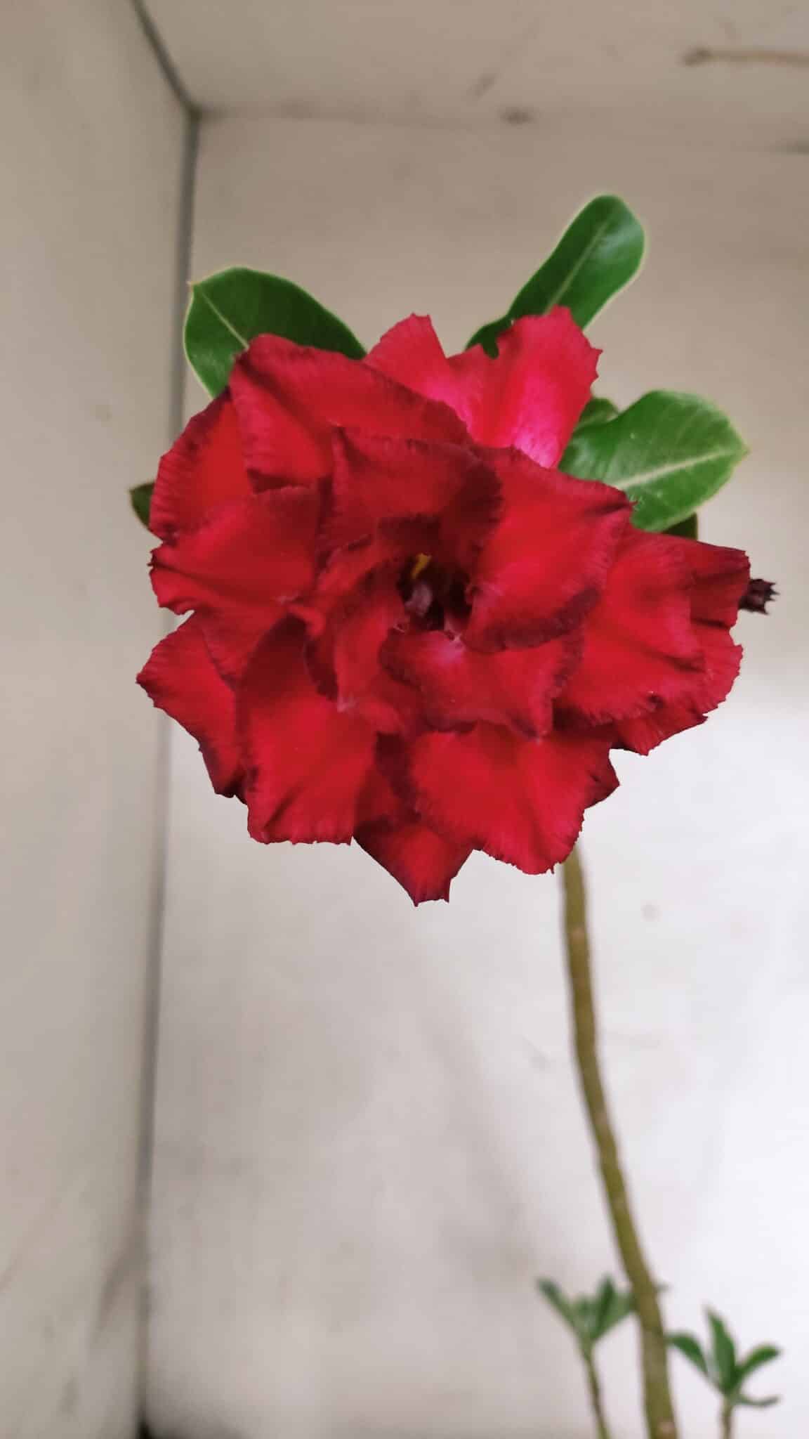 Planta Dobrada 3773 – 30cm – 02 anos - foto 3