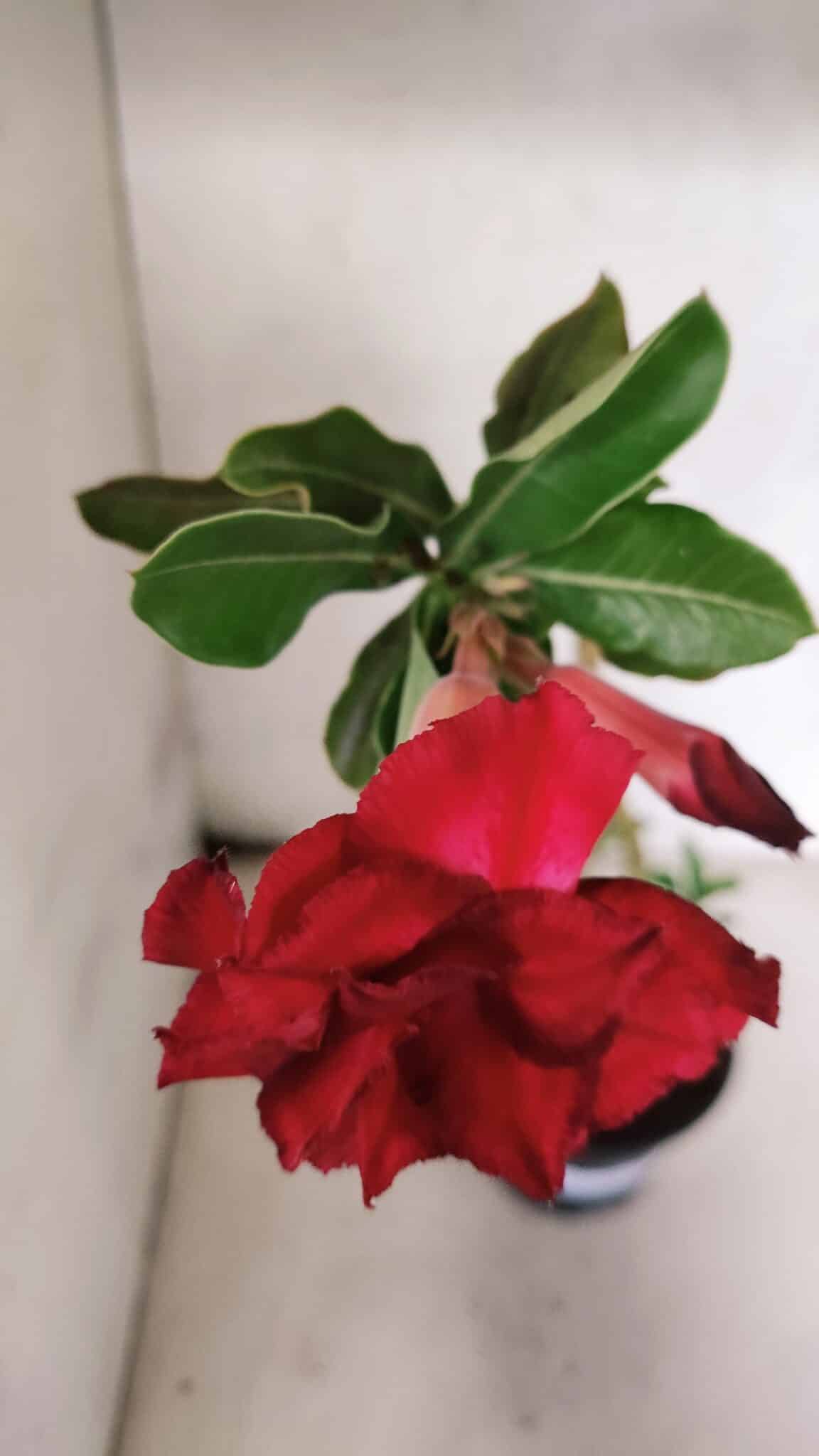 Planta Dobrada 3773 – 30cm – 02 anos - foto 4