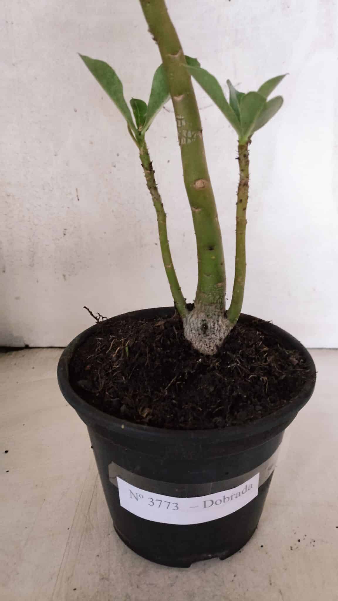 Planta Dobrada 3773 – 30cm – 02 anos - foto 6