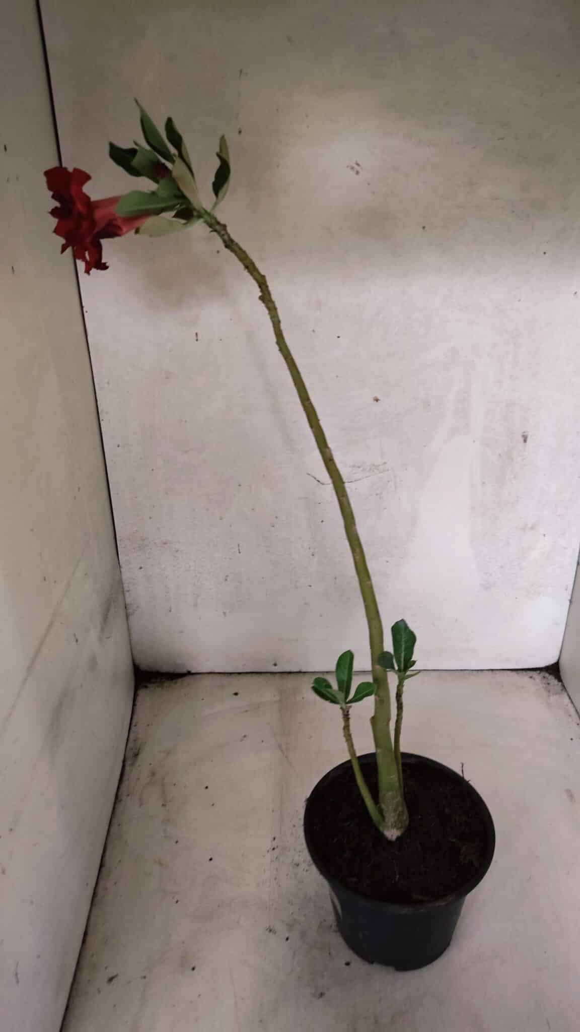 Planta Dobrada 3773 – 30cm – 02 anos - foto 5