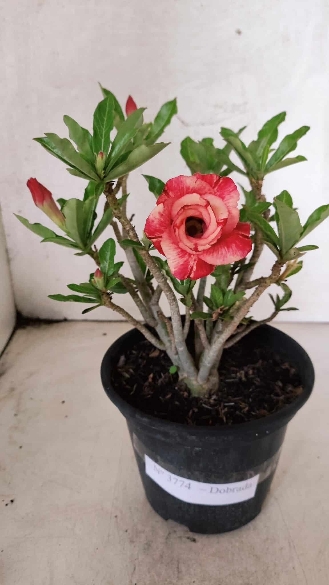 Planta Dobrada 3774 – 25cm – 02 anos - foto 2