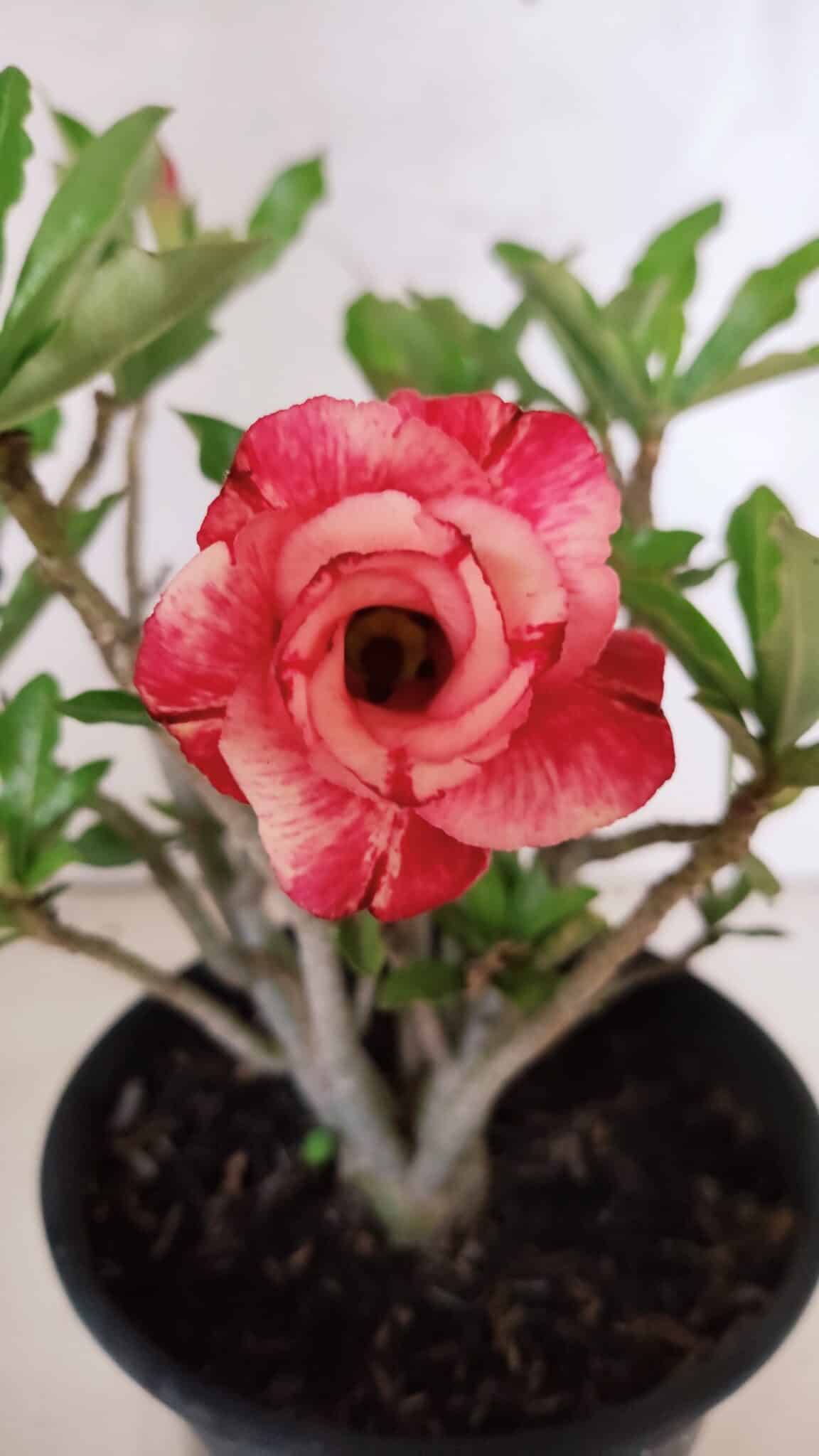 Planta Dobrada 3774 – 25cm – 02 anos - foto 3