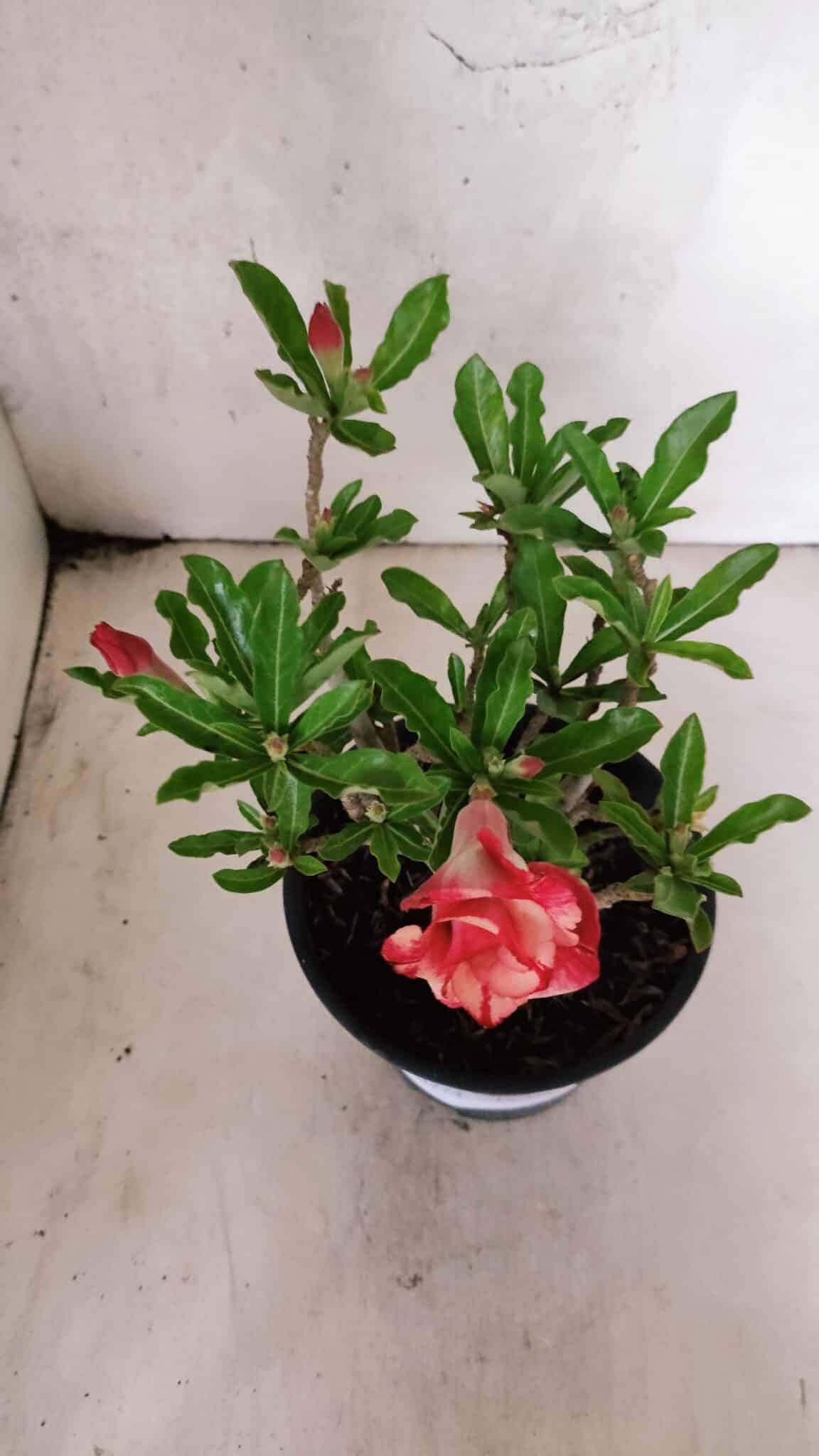 Planta Dobrada 3774 – 25cm – 02 anos - foto 4