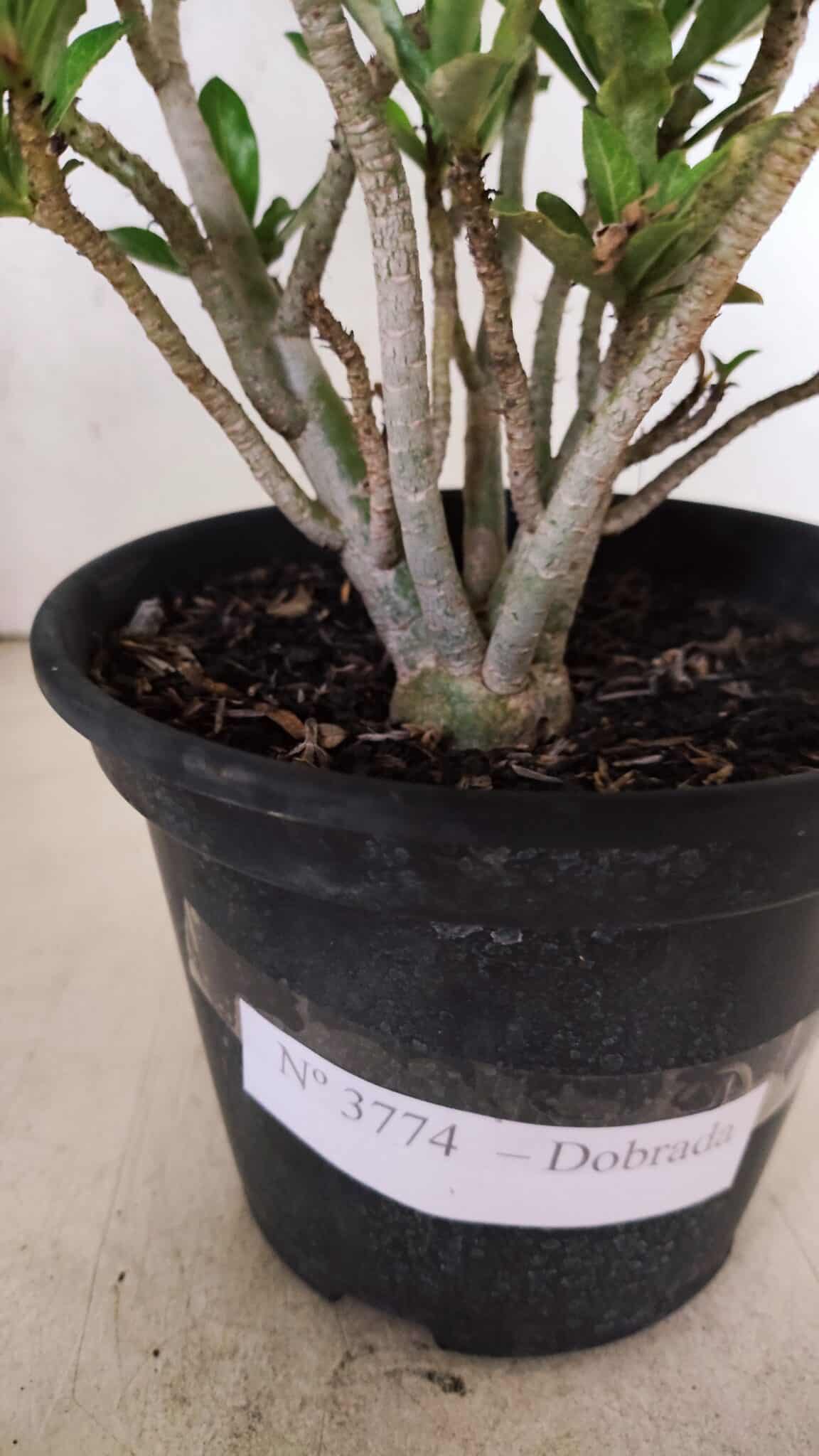 Planta Dobrada 3774 – 25cm – 02 anos - foto 8