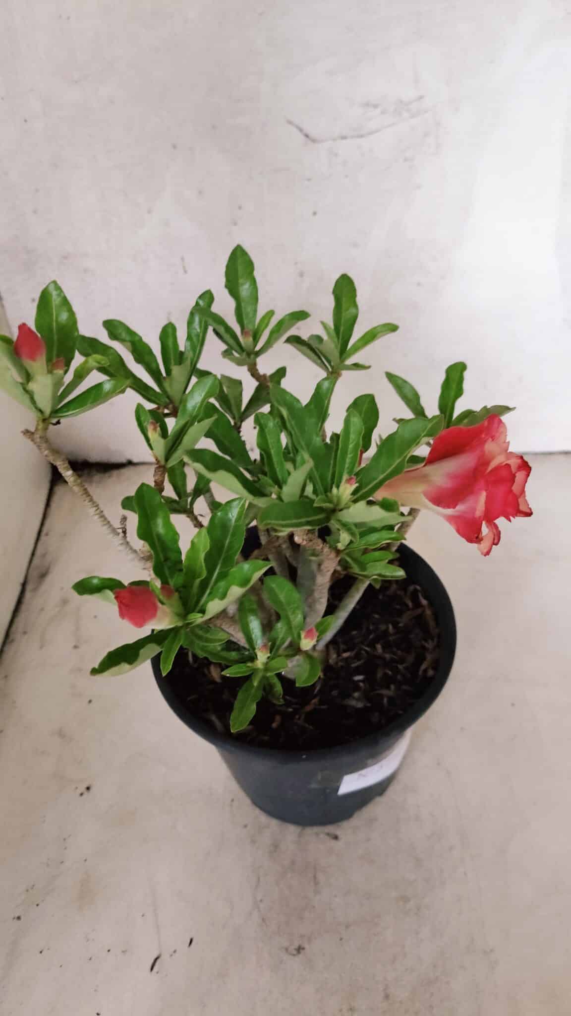 Planta Dobrada 3774 – 25cm – 02 anos - foto 7