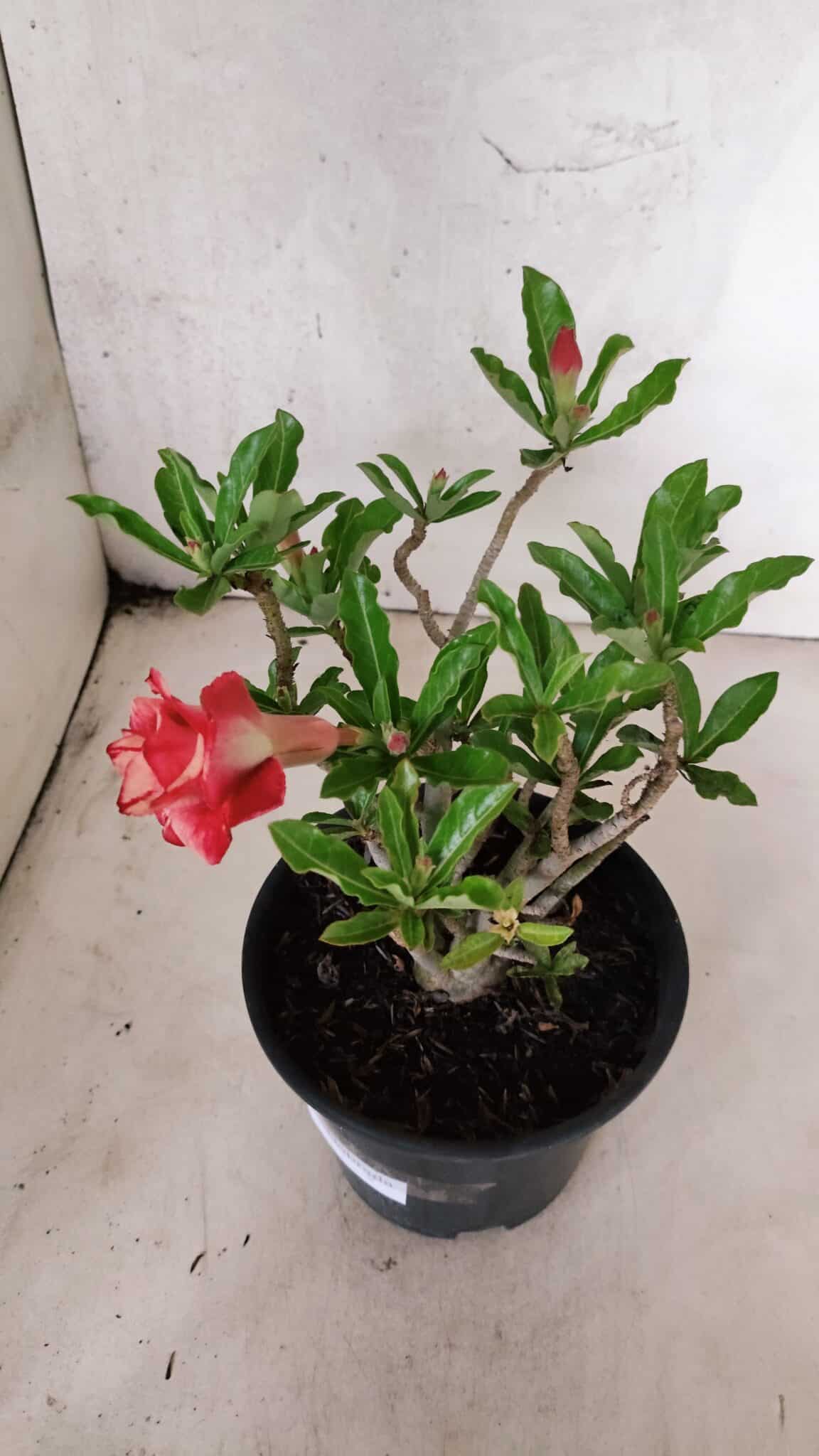 Planta Dobrada 3774 – 25cm – 02 anos - foto 6