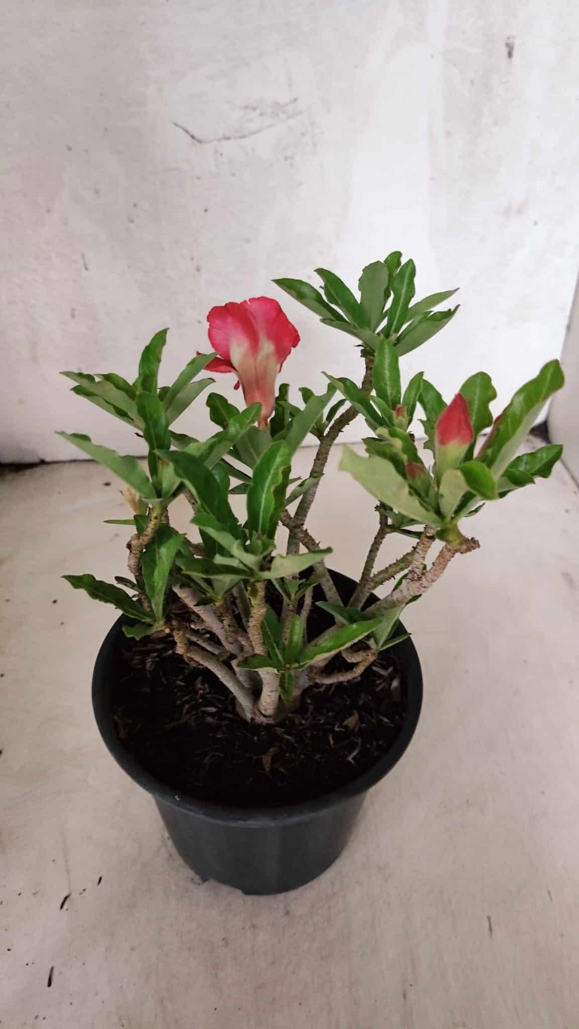 Planta Dobrada 3774 – 25cm – 02 anos - foto 5