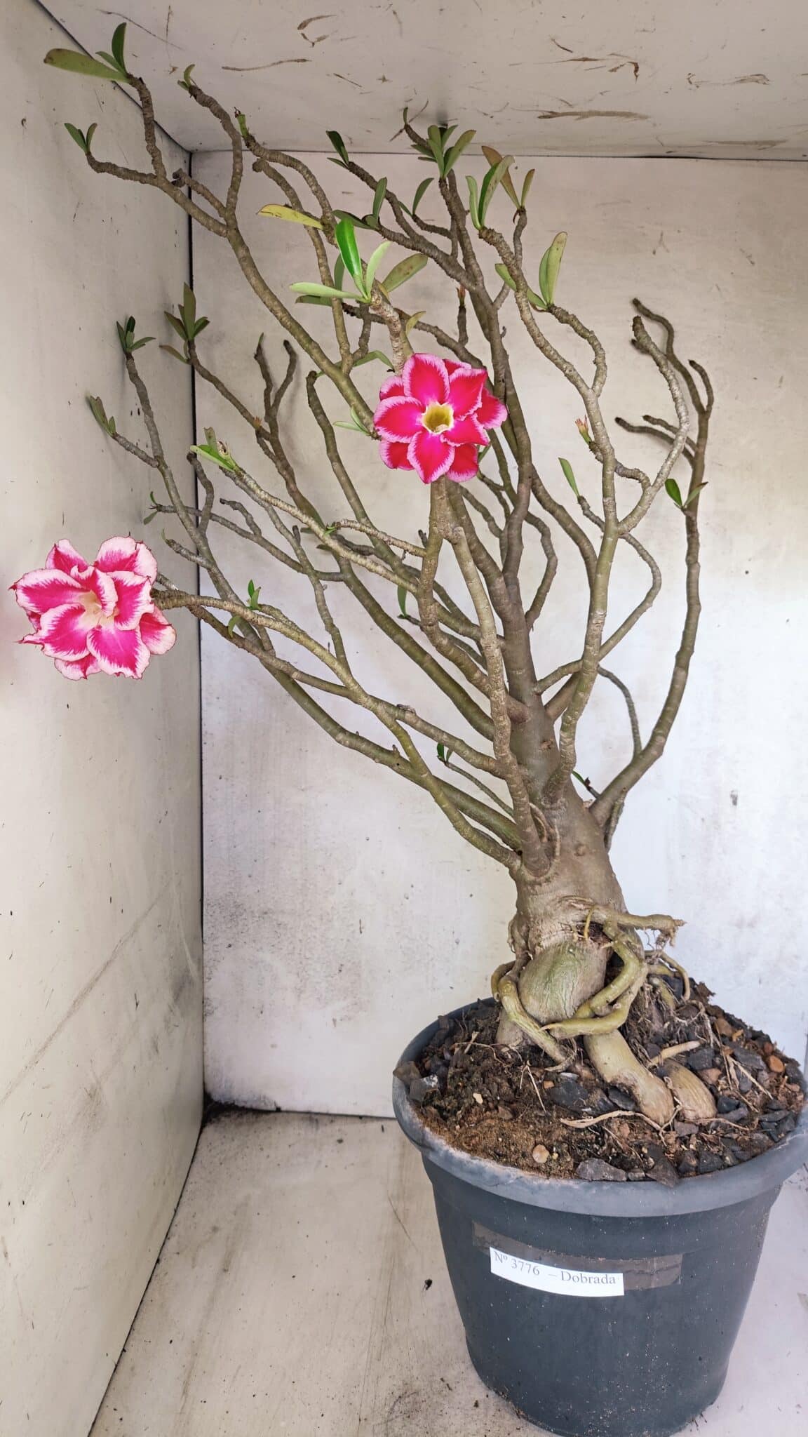 Planta Dobrada 3776 – 70cm – 06 anos - foto 2