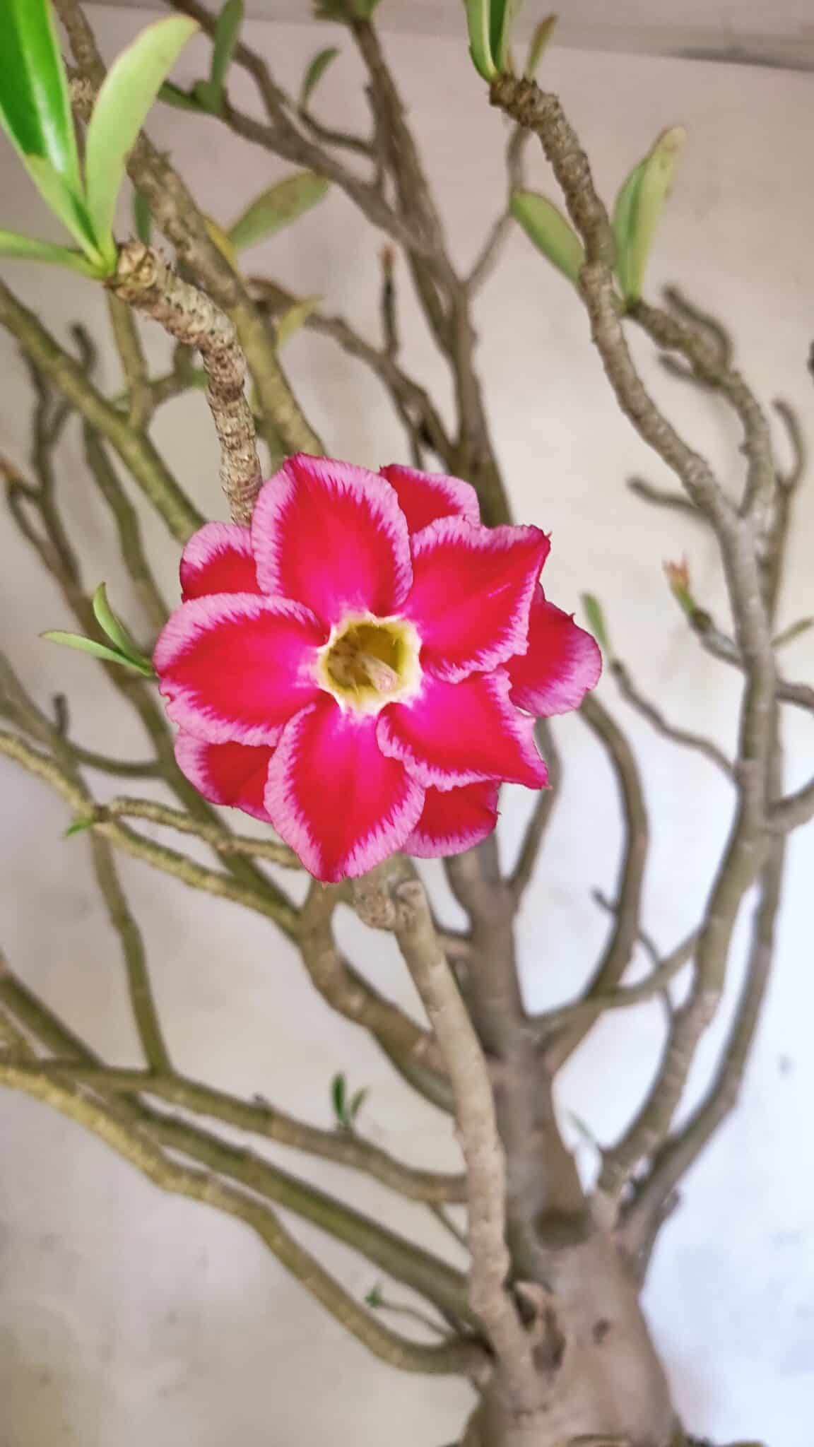 Planta Dobrada 3776 – 70cm – 06 anos - foto 3