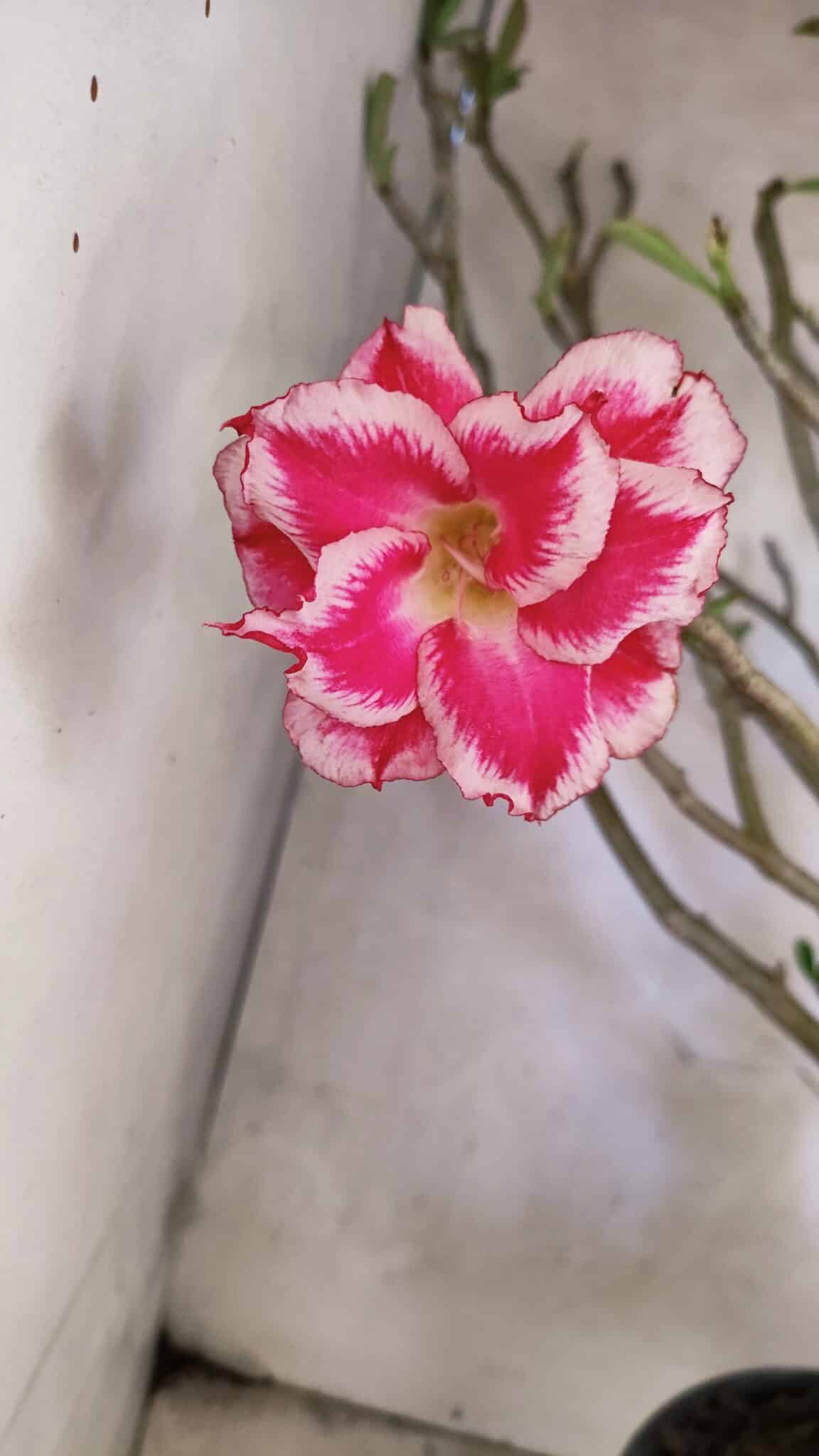 Planta Dobrada 3776 – 70cm – 06 anos - foto 4