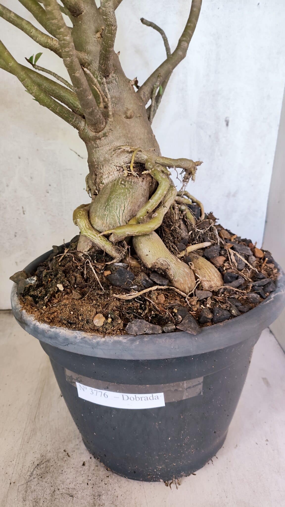 Planta Dobrada 3776 – 70cm – 06 anos - foto 6