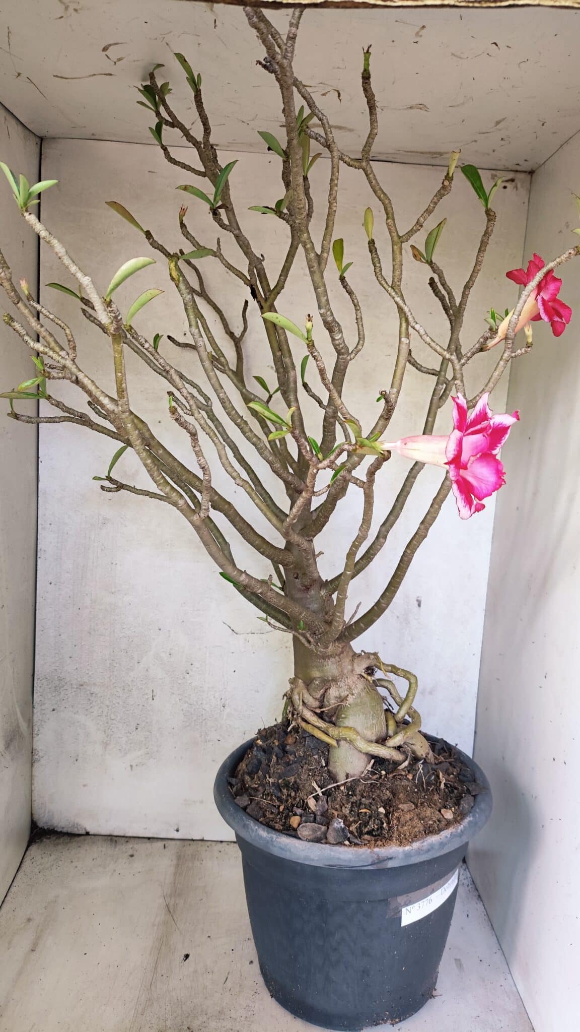 Planta Dobrada 3776 – 70cm – 06 anos - foto 7