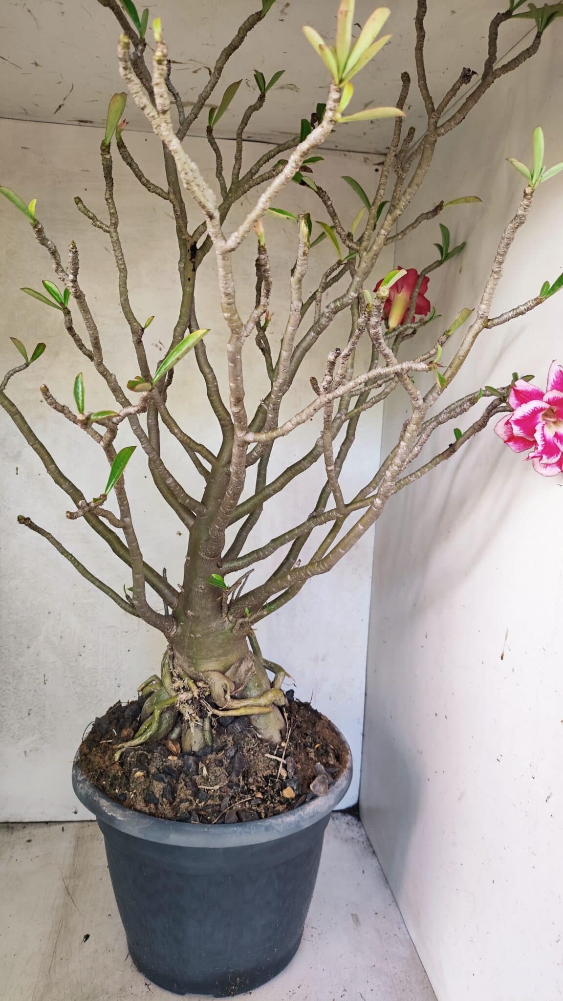 Planta Dobrada 3776 – 70cm – 06 anos - foto 10