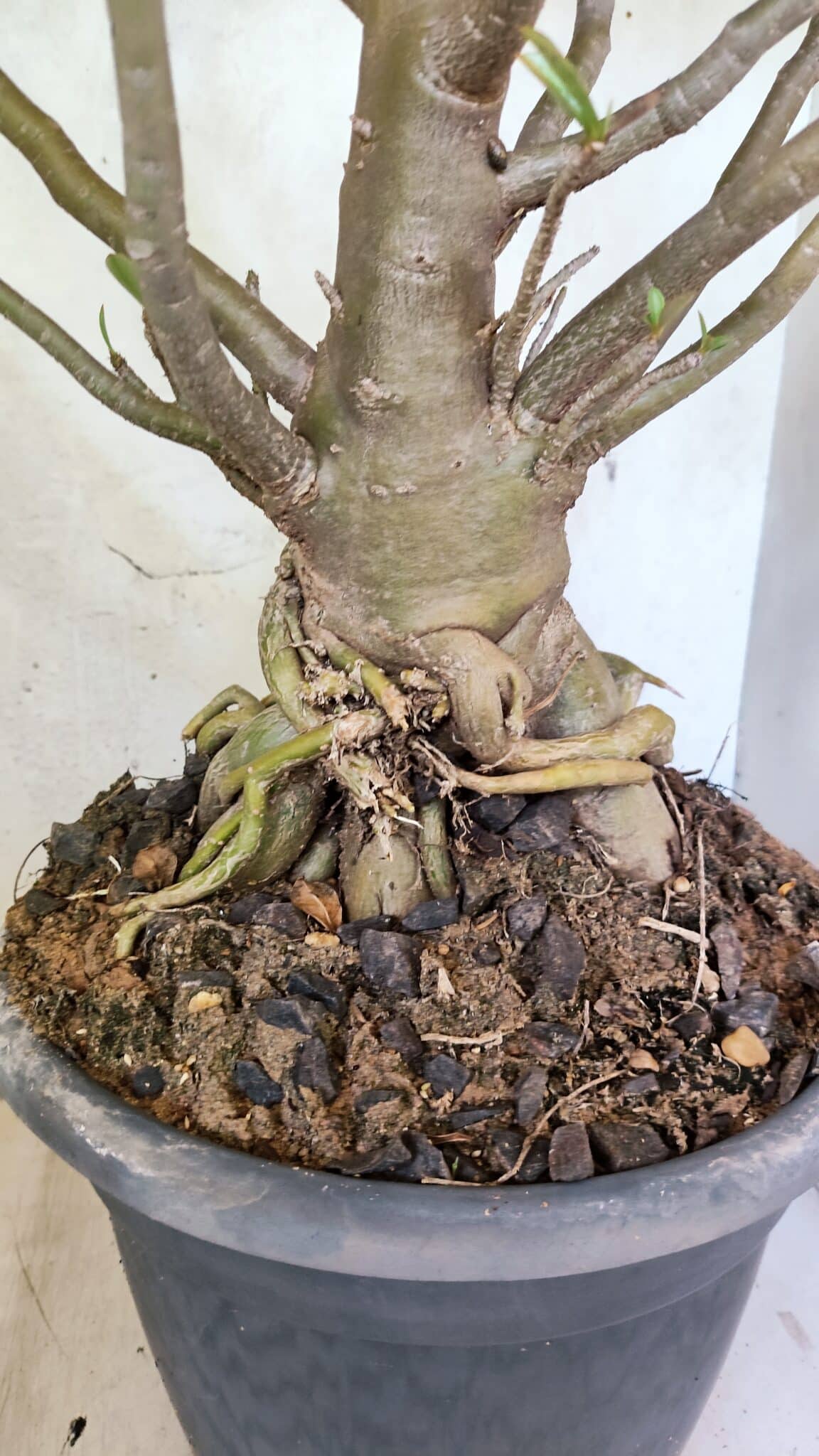 Planta Dobrada 3776 – 70cm – 06 anos - foto 9