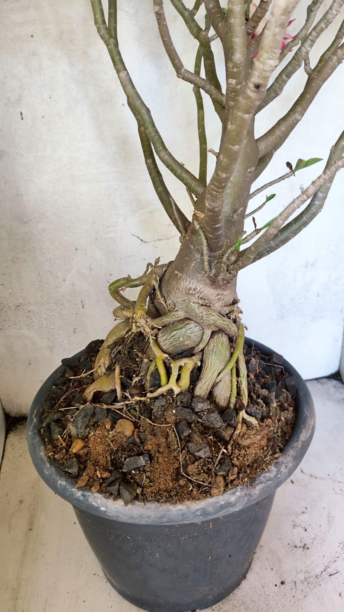 Planta Dobrada 3776 – 70cm – 06 anos - foto 8
