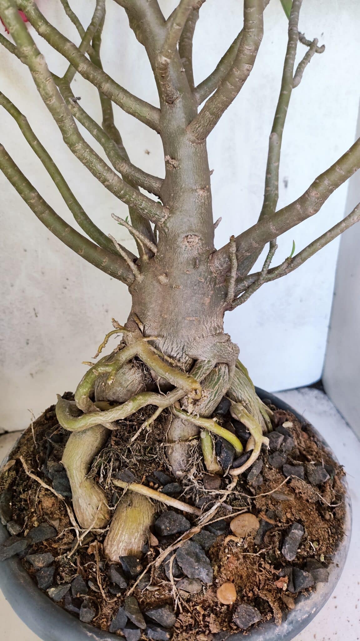 Planta Dobrada 3776 – 70cm – 06 anos - foto 5