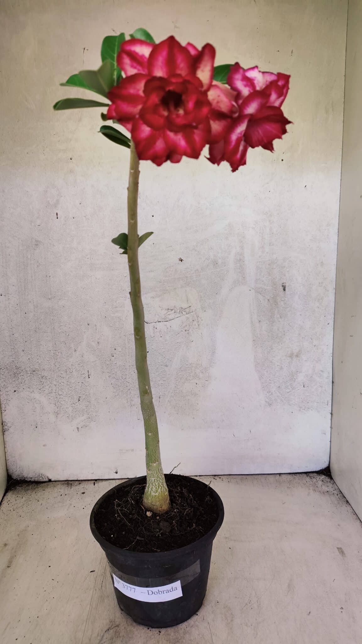 Planta Dobrada 3777 – 30cm – 02 anos - foto 2