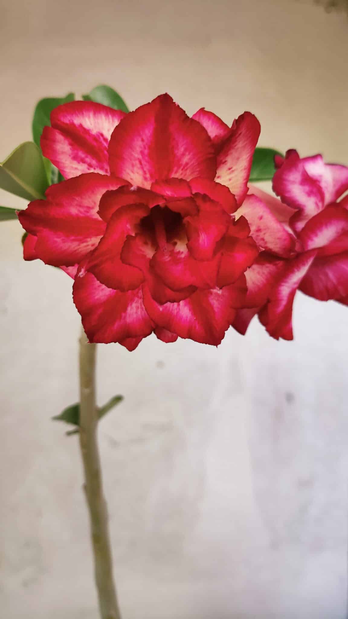 Planta Dobrada 3777 – 30cm – 02 anos - foto 4