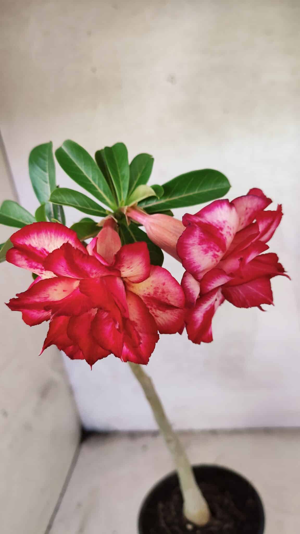 Planta Dobrada 3777 – 30cm – 02 anos - foto 5