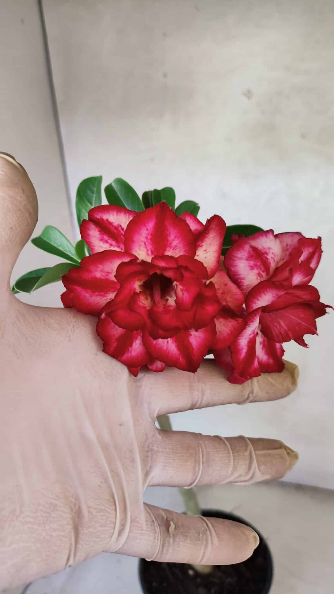 Planta Dobrada 3777 – 30cm – 02 anos - foto 3