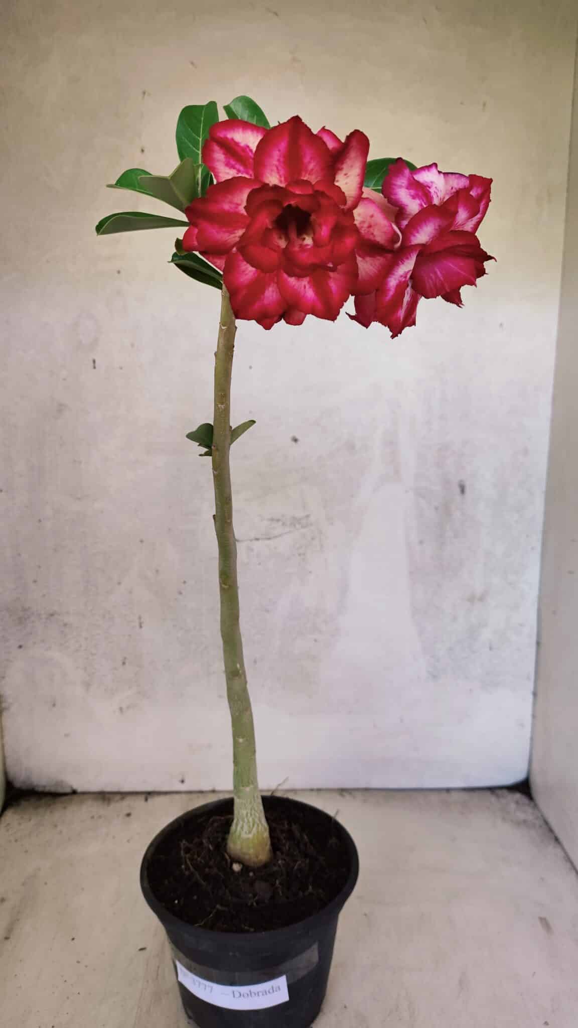 Planta Dobrada 3777 – 30cm – 02 anos - foto 7