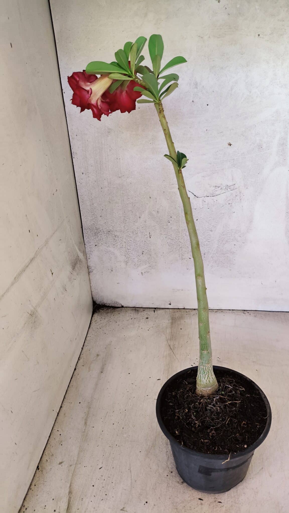 Planta Dobrada 3777 – 30cm – 02 anos - foto 6