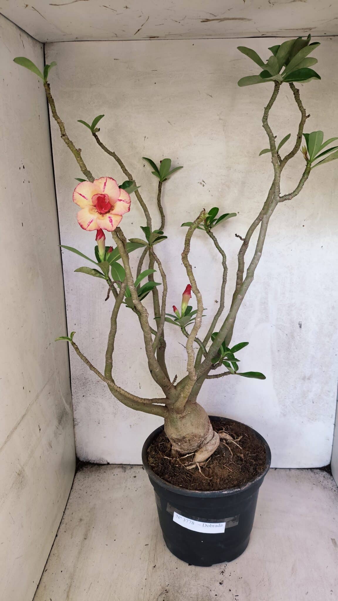 Planta Dobrada 3778 – 60cm – 05 anos - imagem 2