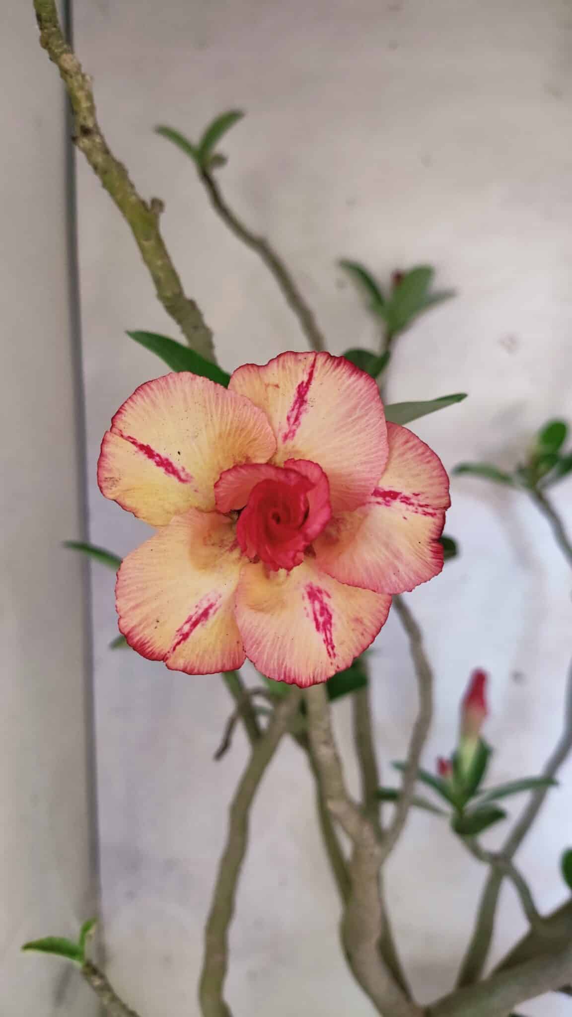 Planta Dobrada 3778 – 60cm – 05 anos - imagem 3