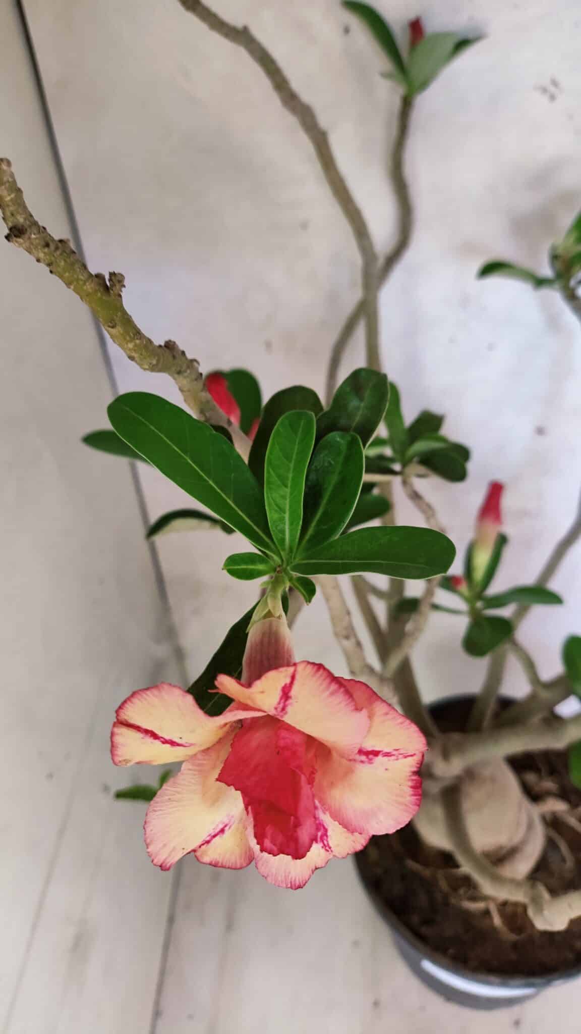 Planta Dobrada 3778 – 60cm – 05 anos - imagem 4