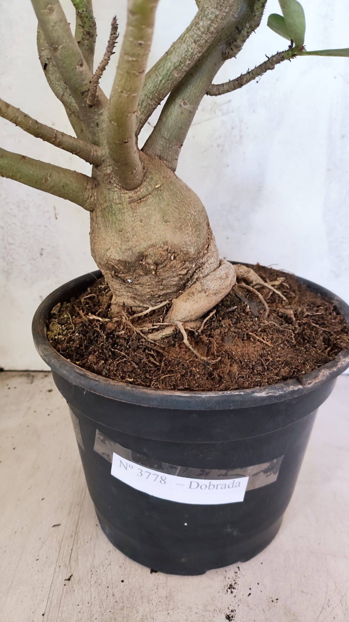 Planta Dobrada 3778 – 60cm – 05 anos - imagem 6
