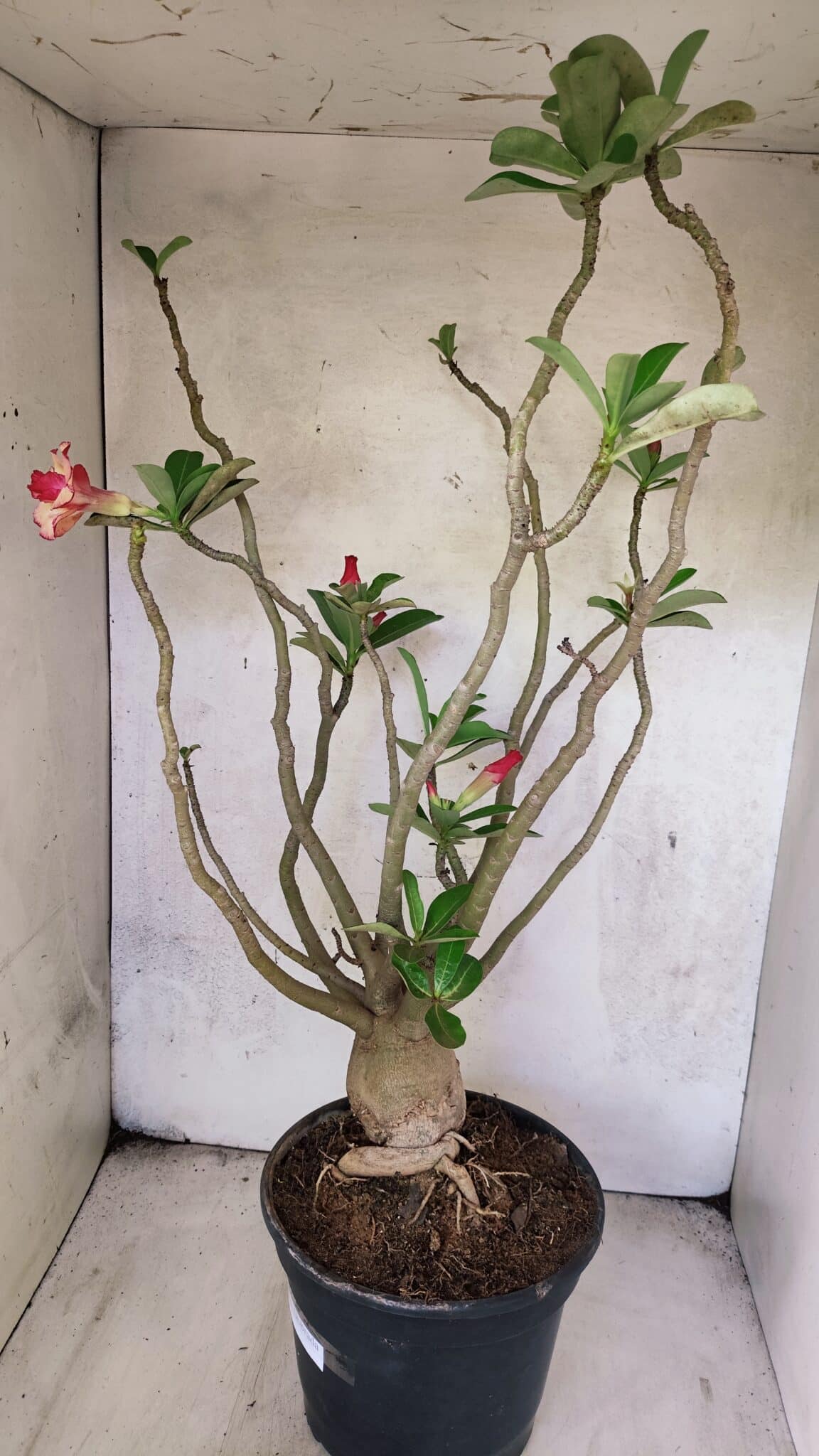 Planta Dobrada 3778 – 60cm – 05 anos - imagem 8